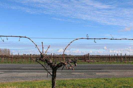 Vineyard Reconstruction, One Vine at a Time